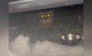 『大雪の日』助けを求めるように現れた『大きな野良猫』→家の中に入れ…