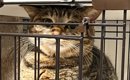 トイレをしている猫→『姿勢』を見てみると…あまりにも珍しい『まさか…