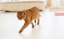 猫が『飼い主を探している』ときにみせる行動4選　鳴き声の変化や考え…