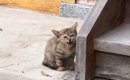 庭先に現れた野良の子猫→子どもたちと一緒に過ごしていくうちに…約3時…