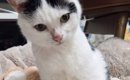 座っている猫→『膝』のあたりを見てみると……可愛すぎる『座り方』に3…