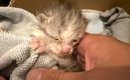 バイクカバーの中にいた『瀕死の赤ちゃん猫』を保護→懸命にお世話を続…