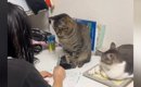 お姉ちゃんが勉強をしていると、近くで『2匹の猫』が……笑わずにはいら…
