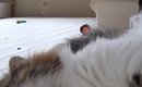 ふと家にある『見守りカメラ』を覗いたら、愛猫が…完全に想定外な『尊…