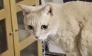息子の部屋で『帰りを待っていた猫』…帰宅した直後に見せた『可愛すぎ…