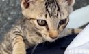 帰宅中に突然『子猫』が近づいてきて……子猫がとった『まさかの行動』…