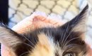 ピンクのタオルにくるまれた子猫→顔を見ると…爪切り直後の『尊すぎる…