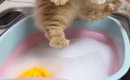 猫を『泡風呂』に入れてシャンプーした結果…4800万再生された『尊すぎ…