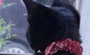 草刈りが気になる黒猫→落ちないように手を添えたら…思わず笑顔になる…