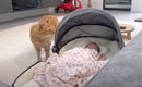 "赤ちゃんと対面した猫"に父性が芽生えて…同居猫が近づくと…