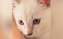 家に来たときは『白かった子猫』→２か月後…同じ猫とは思えない『模様…