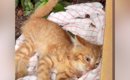 公園で『動けなくなっていた猫』→保護されて『優しい先住犬』と出会っ…