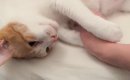 兄猫のことを可愛がっていたら…次の瞬間→後ろから見ていた妹猫の『可…