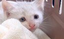 雨の降る夜に、ゴミ捨て場で鳴いていた『白色の子猫』…保護されてから…
