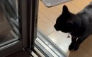 外を気にする元野良猫のためにベランダをDIYした結果…猫が見せた反応…
