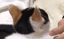 生後3か月の小さな子猫→お迎えから8年が経った結果…尊すぎる『成長ビ…
