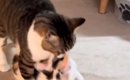 オス猫が『元気に遊んでいた子猫』を運び始めて…まさかの『尊すぎる光…