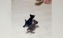 人のあとを追いかける『赤ちゃん猫たち』→4匹が勢いよく走り出す中、1…
