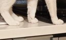 ササミを茹でた後、鍋を置いて冷ましていたら→『猫』が近付いてきて……
