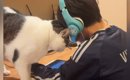男の子が勉強をしていると、『甘えん坊な猫』がやって来て…全力の『か…
