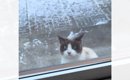 『－10℃の極寒』毎日来ていた猫が急に現れなくなって7日後…まさかの光…