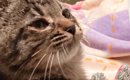 猫をお迎えして1週間、『名前』が全然決まらなくて…『候補を書いた紙…