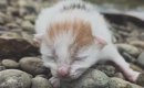 川辺で鳴いていた『生まれたばかりの赤ちゃん猫』を保護…家族と歩んだ…
