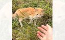 草むらでさまよう『やせ細った野良猫』に手を差し出してみたら…涙あふ…