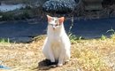 置き去りにされ、飼い主の帰りを"ずっと待っていた猫たち"→…