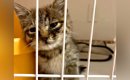 『倒れていた子猫』を保護→１週間後、元気になったので先住猫に会わせ…