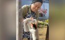 おばあちゃんが外から『窓拭き』をはじめると、『子猫』が反応して…ほ…