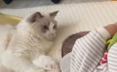 エアコンの温風を楽しんでいた猫→近くにいた『赤ちゃん』に触れてしま…