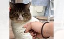『元ボス猫』を保護して109日目→そっと撫でようとした結果…『予想外の…