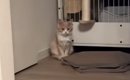 家にきて2日目、まだ納得していない様子だった子猫…4日目に見せた『ま…