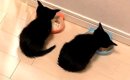 並んでご飯を食べていた２匹の赤ちゃん猫→７年たった結果…『まさかの…