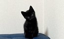 『田んぼに捨てられていた黒猫』の保護から2年後…とっても立派に成長…