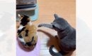 『ちょっと触っただけなのに…』隣の猫に手が当たった次の瞬間…あまり…