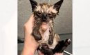 捨てられていた子猫→『初めてのお風呂』に入れた結果…予想外の反応と…