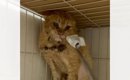 『人間を恐れている猫』→保護から69日が経つと……涙あふれる『感動の瞬…