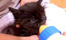 公園に捨てられ、カラスに狙われていた黒猫の赤ちゃん→保護された結果…