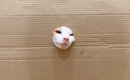 ネコは顔が通れば体も通るのか…穴をあけて検証してみると→想像以上に…