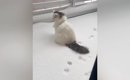 雪の中でたたずむ『北欧猫』→飼い主さんの視線に気づいた『次の瞬間』…