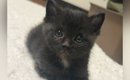 とっても小さくて『可愛らしかった黒猫』が成長した結果…衝撃のビフォ…