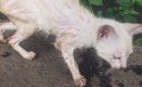 ずぶ濡れで骨格が浮き出るほどやせ細っていた『ボロボロの子猫』が保…