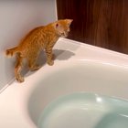 猫との暮らしを応援する専門情報サイト | ねこちゃんホンポ