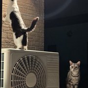 ぺロちゃん画像