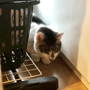 ラブ画像