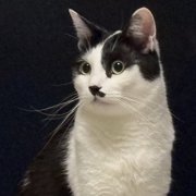 ぺロちゃん画像