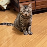 松尾龍画像