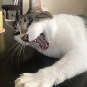 ラブ画像
